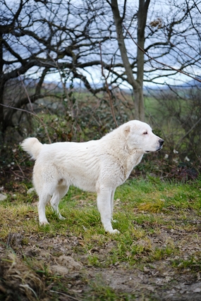 匈牙利白狗图片